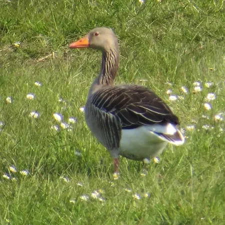 Am Pohlsee Appartement *